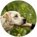 Hundefotografie Feedback