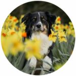 Feedback Webinar Fotografieren Lernen Hunde