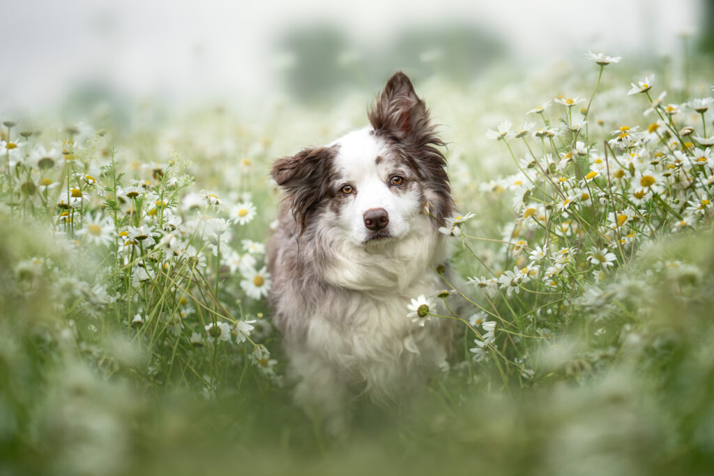 Hundefotografie Lernen Blog