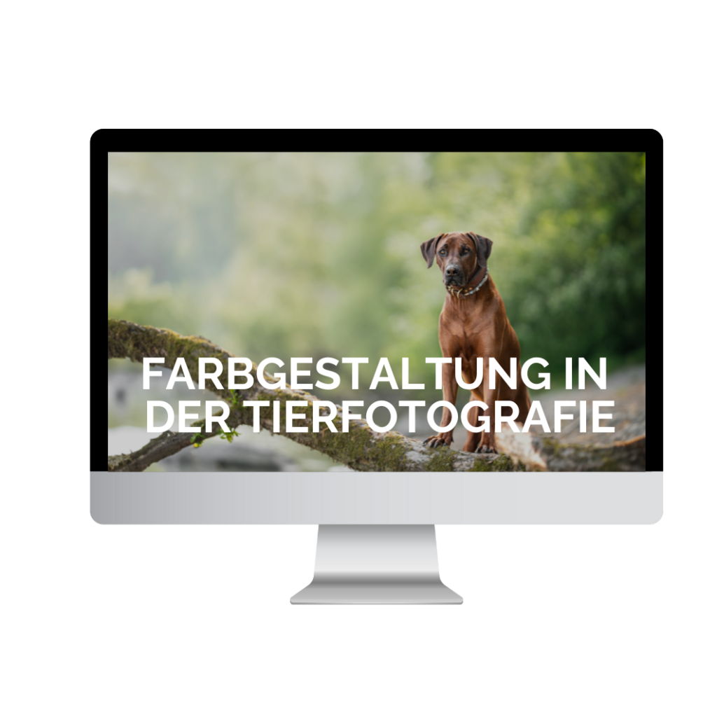 Farbgestaltung Fotografie WEbinare Tierfotografie